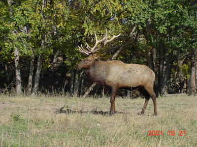 Elk, Simmons Wildlife Area
