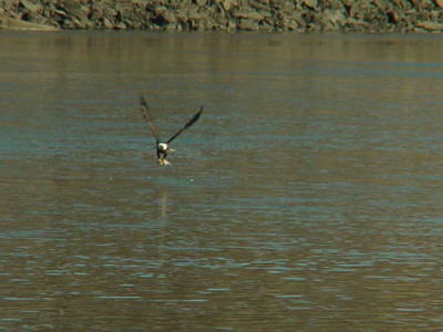 Eagle with fish at Red Rock