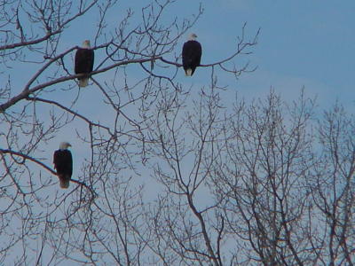 Three eagles, Gladys Black eagle sanctuary