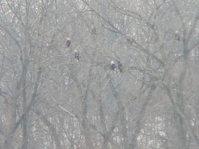 Eagle city