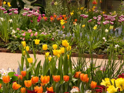 Tulips and daffodils