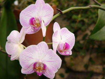 Tropical orchids