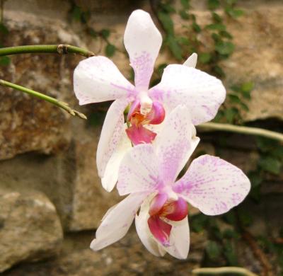 Delicate orchids