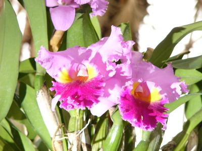 Bright iris