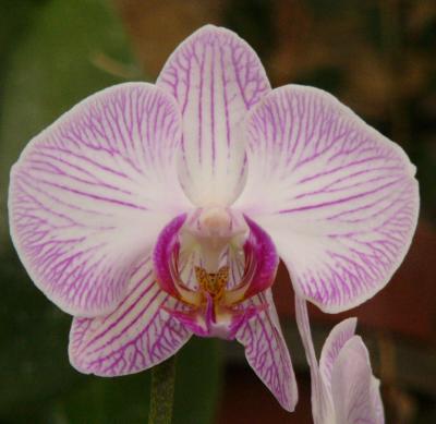 Macro orchid