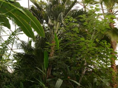 Green suffused with light