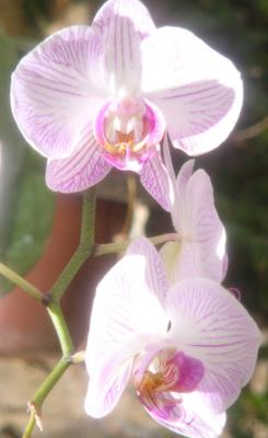Brilliant orchids