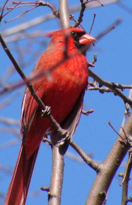 cardinal-red4.jpg
