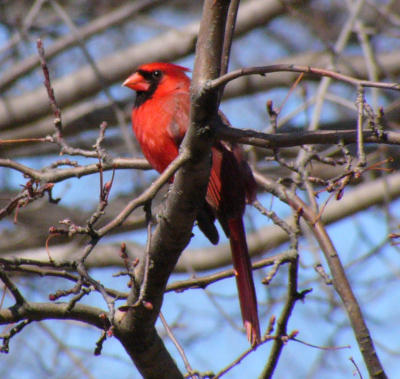 cardinal-red3.jpg