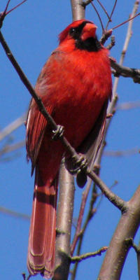 cardinal-red2.jpg