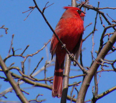 cardinal-red.jpg
