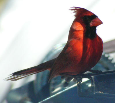 Cardinal Taking Flight