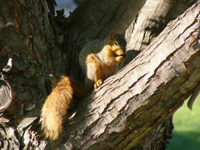 Nutty squirrel