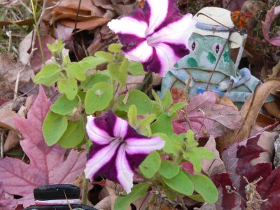 Petunias in November!
