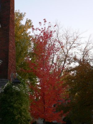 Blaze maple in full colors, our house in Beaverdale