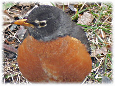 Up close and personal robin