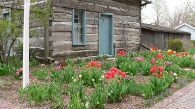 Log cabin and tulip garden