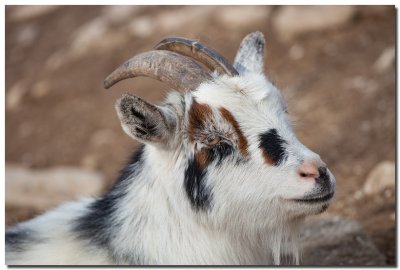 Baaaaa