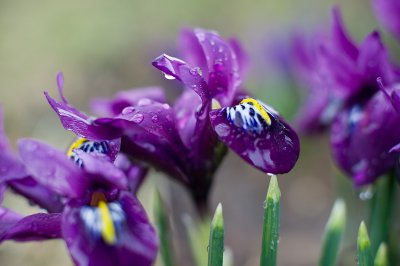 Crocuses... woohoo!!