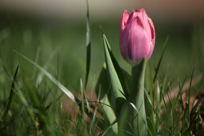 The last tulips of the spring?