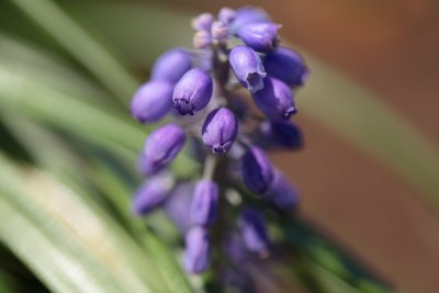 What type of flower is this?