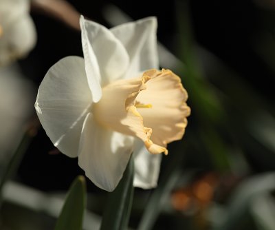 Creamy White Daffodil