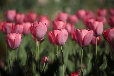 Sea of Tulips