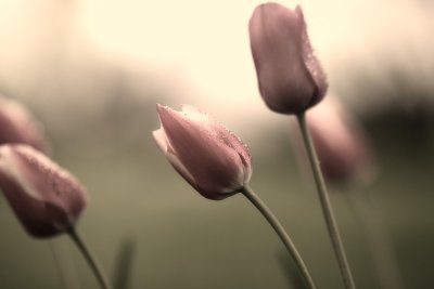 Tulips Redux