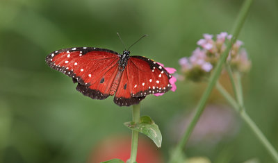 Spreading Wings