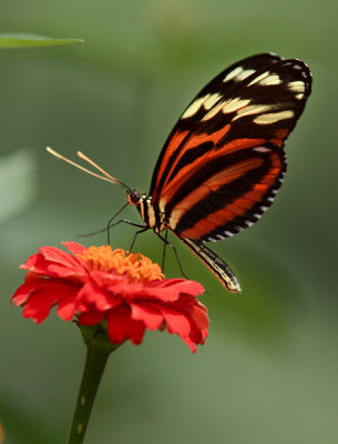 Flutterby
