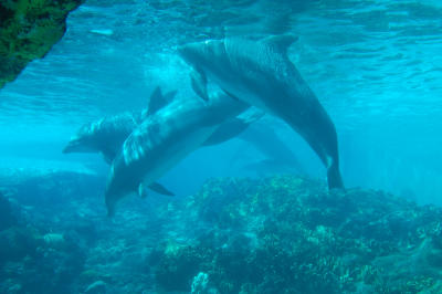 View of the dolphins from an underwater viewing area