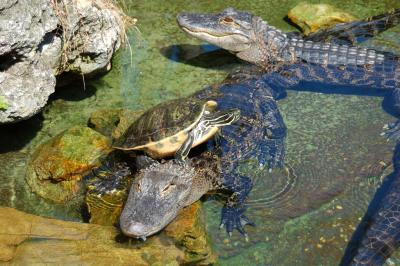 Turtle climbing an alligator