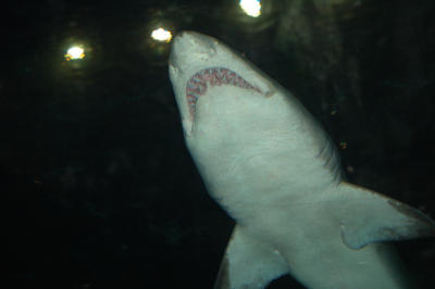View of a shark from the underwater tunnel