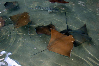 Stingrays