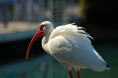 Bird closeup