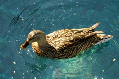 Duck closeup