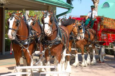 Clydesdales ready for work