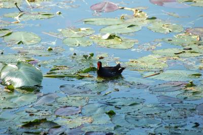 A bird and his pond