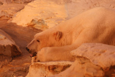Polar Bear; this picture was taken in a poorly lit room, so the quality isn't the best