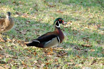 Not sure what kind of bird this is, but he has cool colors