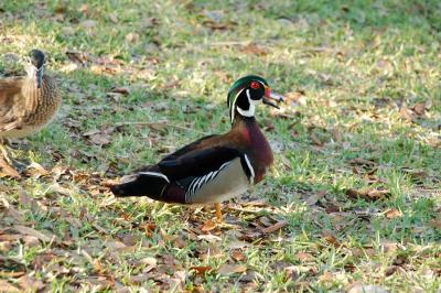 Not sure what kind of bird this is, but he has cool colors