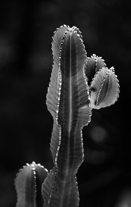 Cactus_BN_JLB1170.jpg