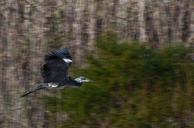 Egret