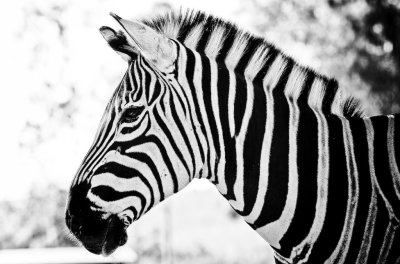 Zebra #1