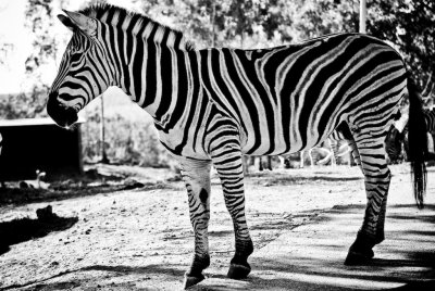 Zebra #2