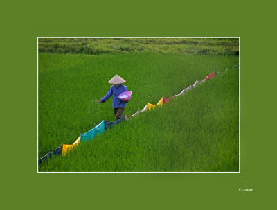 Viet Nam: Rios y campos de arroz - Rivers and rice fields