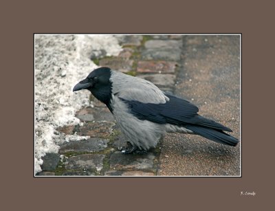 033 Danish raven.jpg
