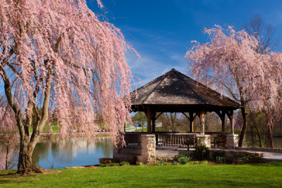 Spring Cherry Blooms-Virginia Tech