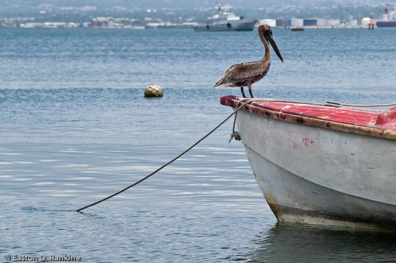 Perch II, Port Royal