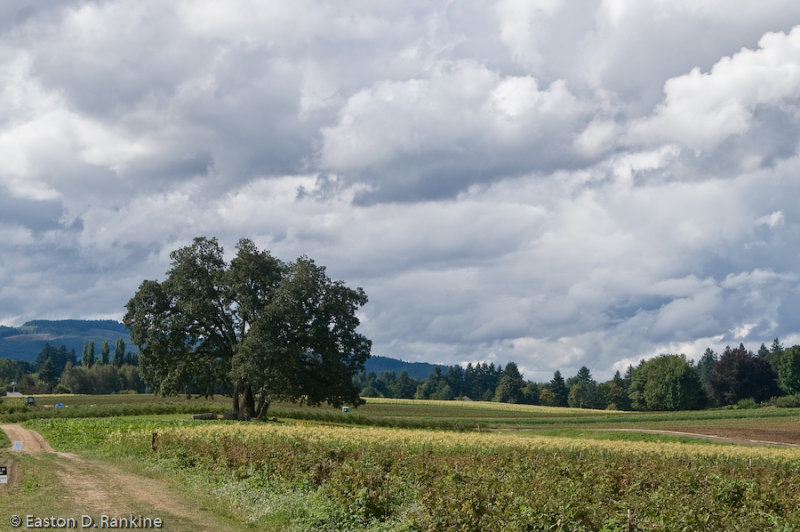 Clouds, Sauvie Island